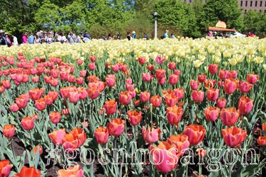 Hoa Tulip